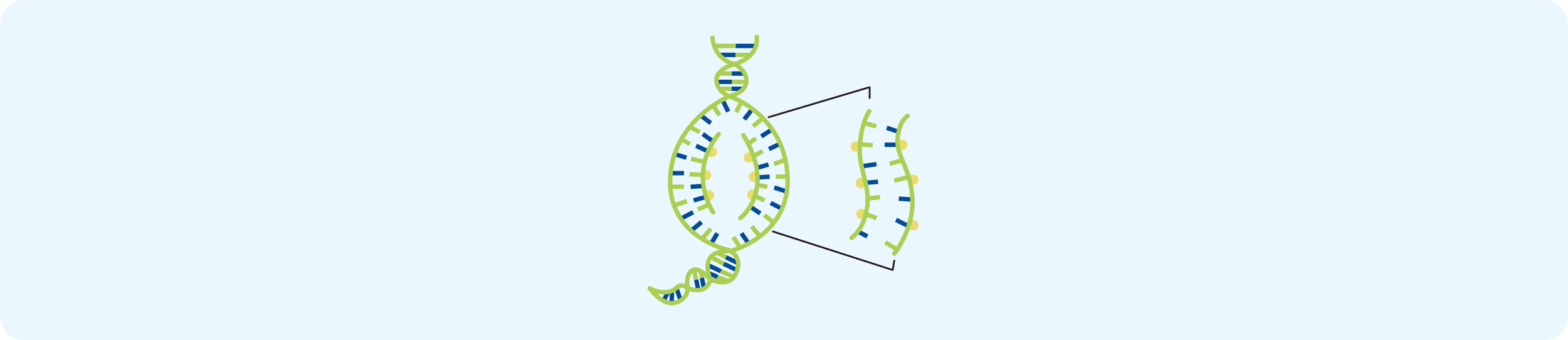 fluorescence in situ hybridization FISH